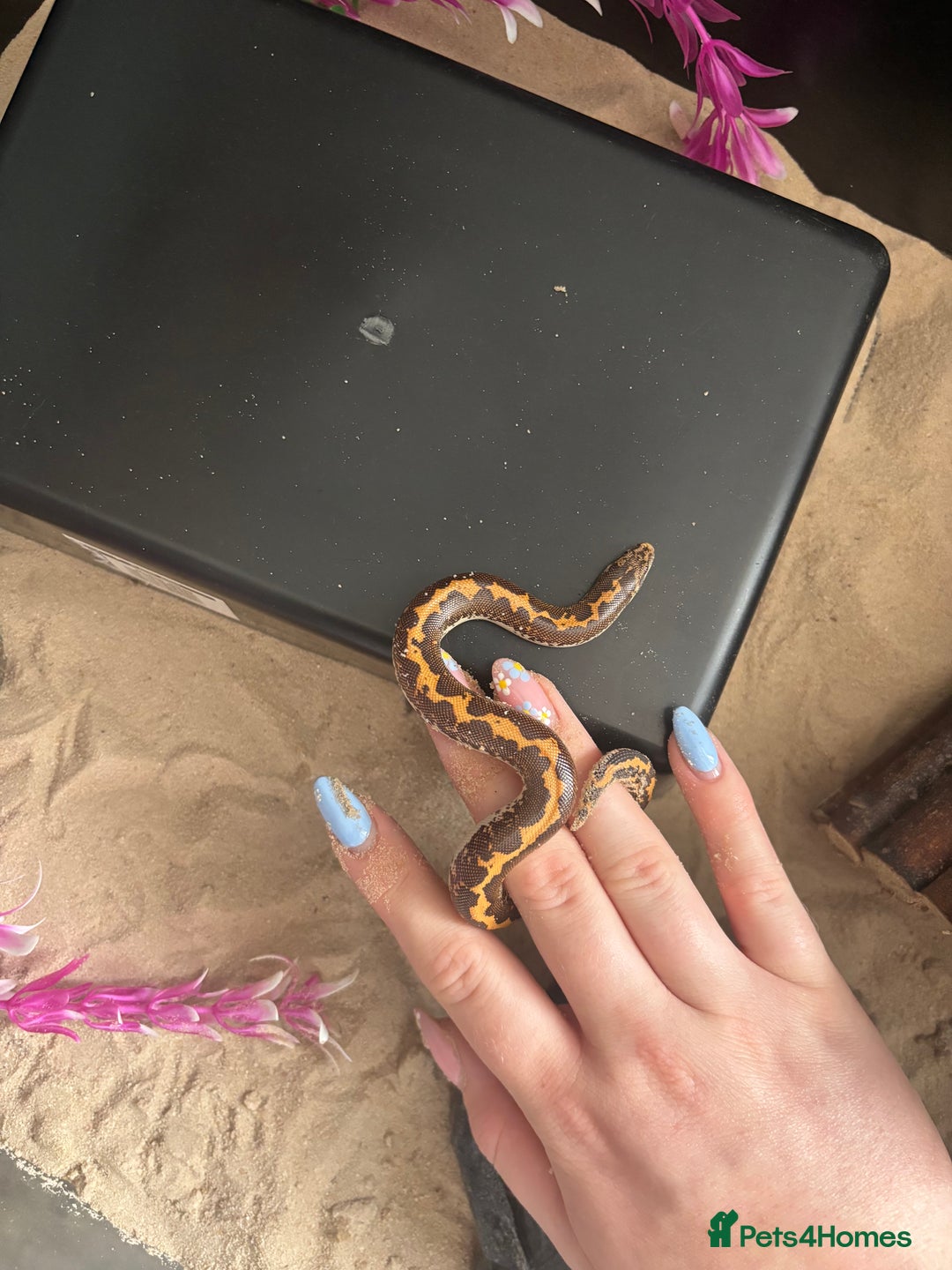 Snake reptiles for sale: Sand boa  - Image 1