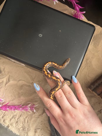 Snake reptiles - Advert 13