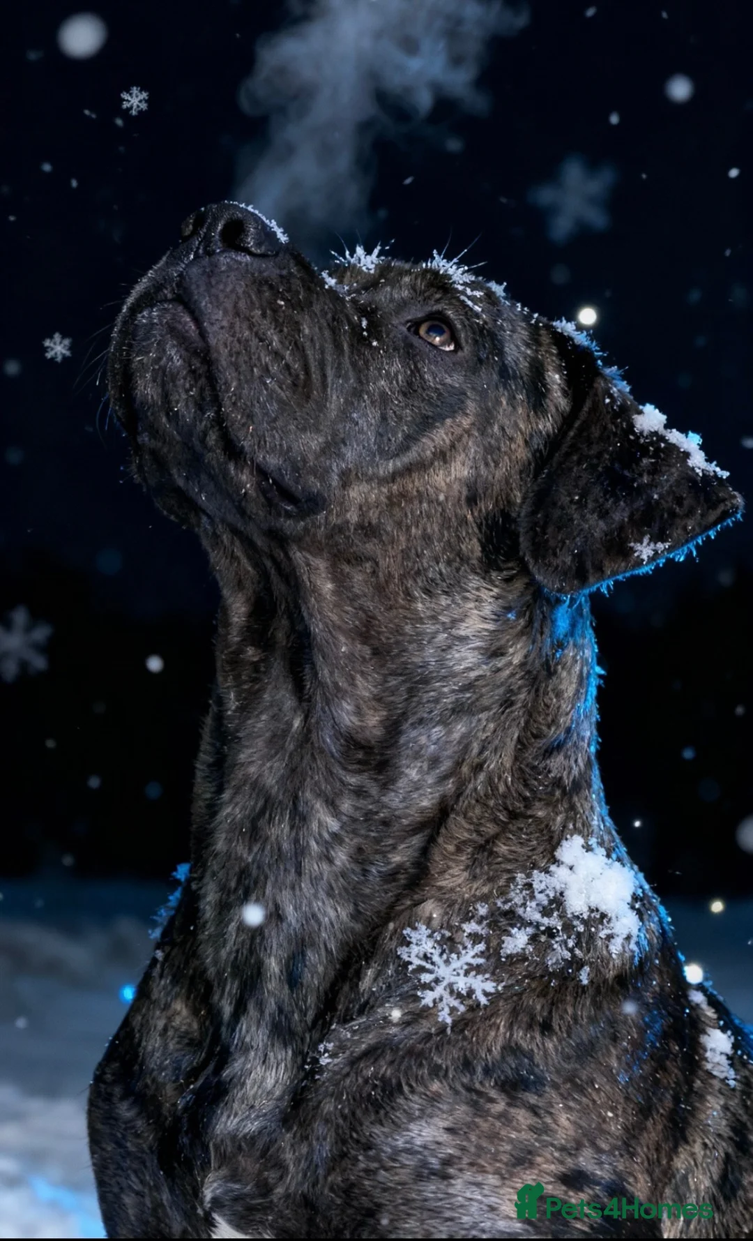 Mixed Breed dogs for sale: ACE (cane corso) for sale  - Advert 2