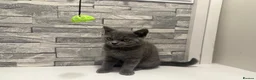 British Shorthair cats for sale: Beautiful British shorthair kittens - Advert 24