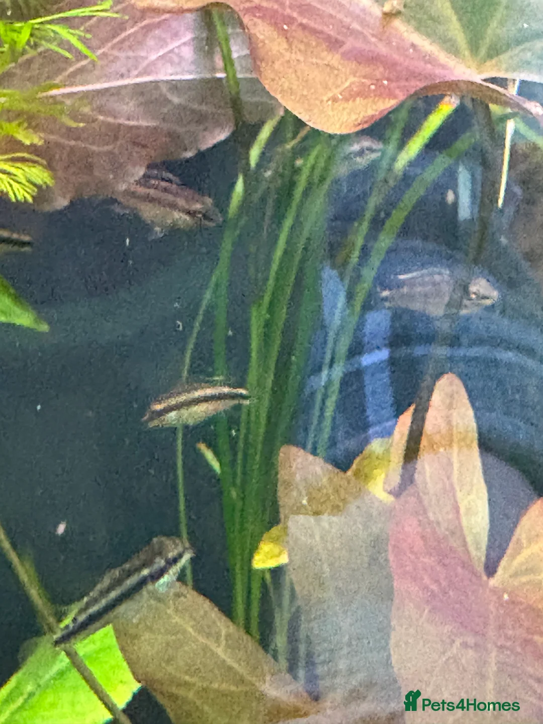 Cichlids fish for sale: Kribensis - Advert 1