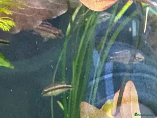 Cichlids fish Kribensis - Advert 8