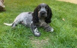 Cocker Spaniel dogs for sale: BEAUTIFUL COCKER SPANIEL PUPPIES - Image 4