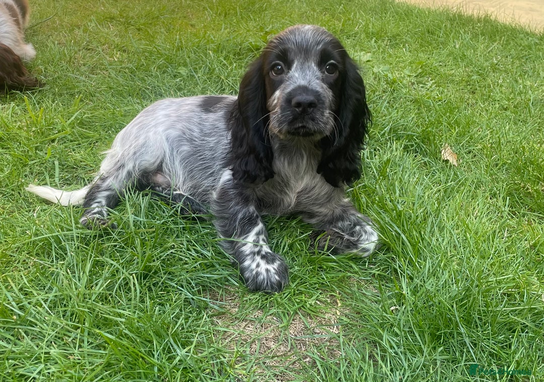 Cocker Spaniel dogs for sale: BEAUTIFUL COCKER SPANIEL PUPPIES - Image 4