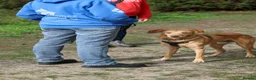 Mixed Breed dogs for adoption: Marvellous Moose - Advert 3