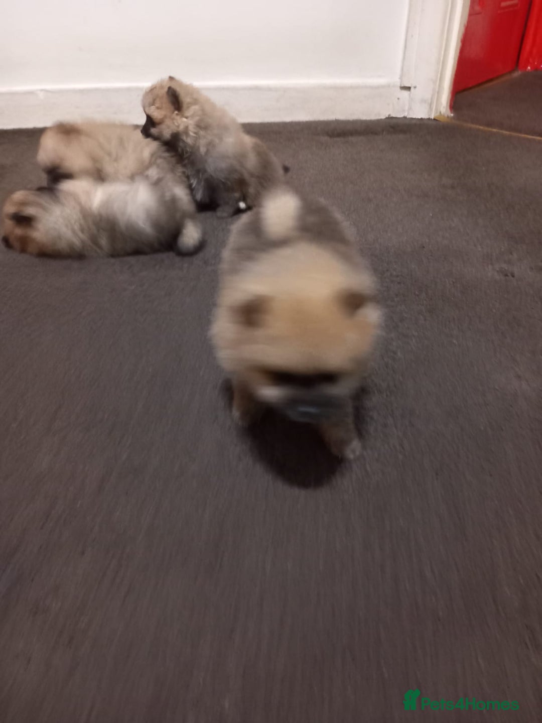 Pomeranian dogs for sale: Puppy’s for sale 8 weeks old  - Advert 3