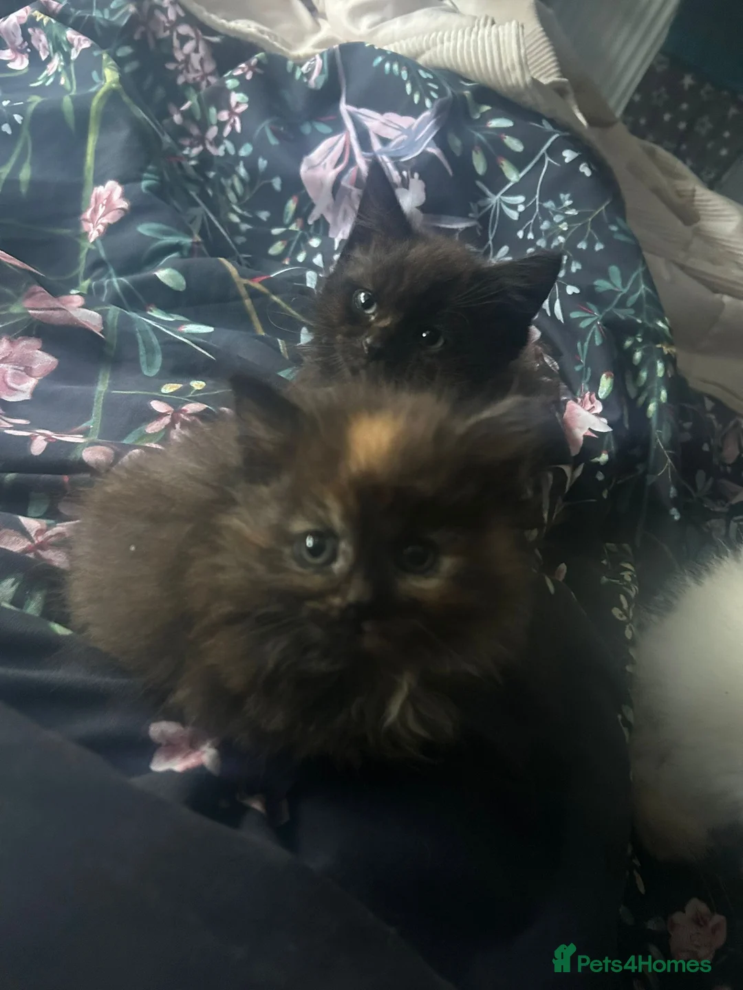 Mixed Breed cats for sale: Kittens for sale  - Advert 13