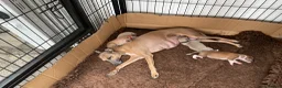 Italian Greyhound dogs for sale: Gorgeous Kc reg Italian greyhound  - Advert 17