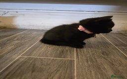 British Shorthair cats for sale: Adorable British kittens. Ready for new home. - Image 12