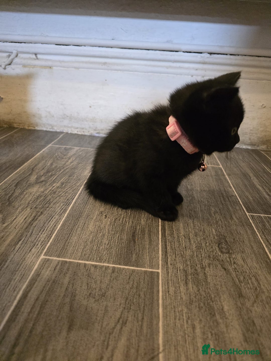 British Shorthair cats for sale: Adorable British kittens. Ready for new home. - Image 12
