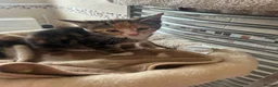 Mixed Breed cats for sale: Female kittens  in Mablethorpe - Advert 2