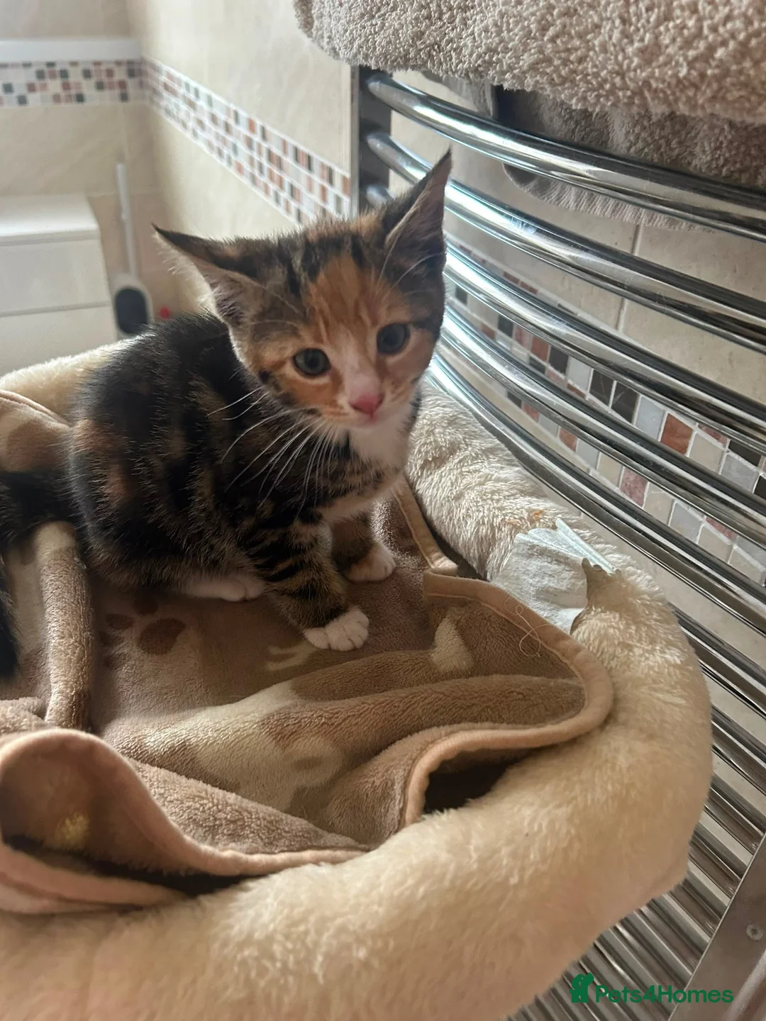 Mixed Breed cats for sale: Female kittens  in Mablethorpe - Advert 2
