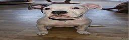 American Bulldog dogs for sale: 14 week female American bulldog puppy  - Advert 2