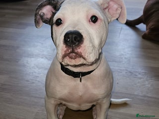 American Bulldog dogs 14 week female American bulldog puppy - Advert 4