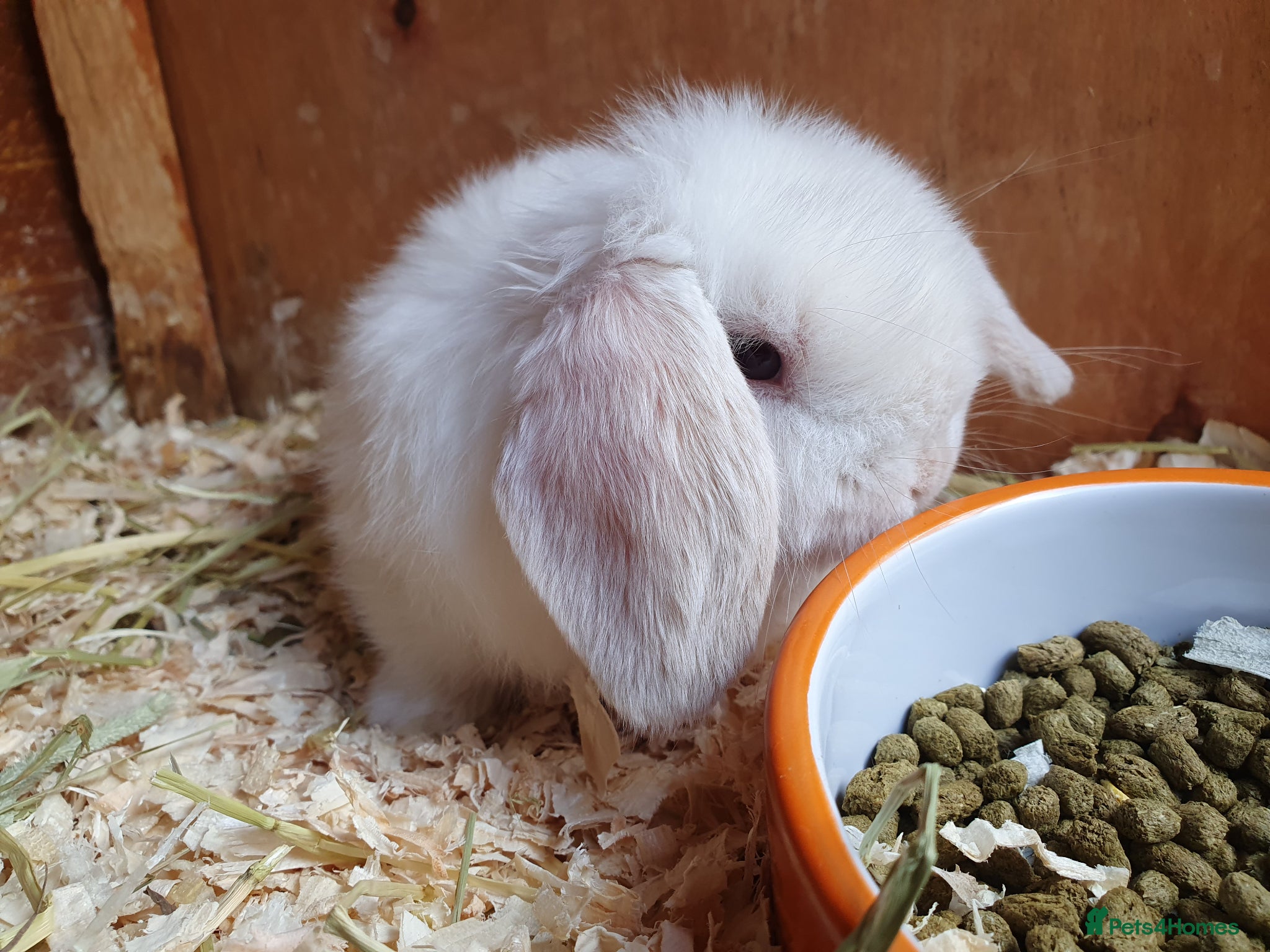 Mini Lop rabbits Friendly baby mini lops Vac Rhd2 - Advert 9
