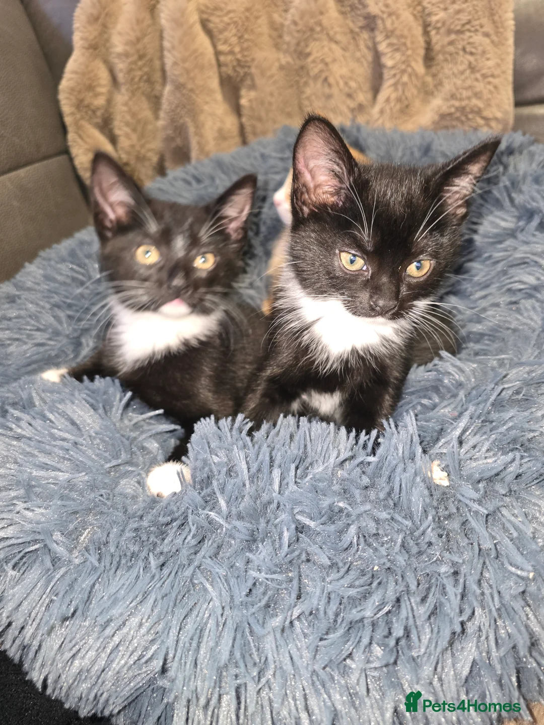 Mixed Breed cats for sale: Adorable Kittens (tri colour/ginger/tuxedo) Ready in Sheffield - Advert 14