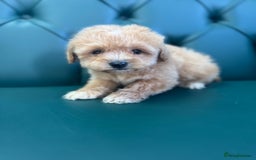 Maltipoo dogs for sale: 5⭐️ Licensed breeder. Tiny maltipoo puppies - Image 5