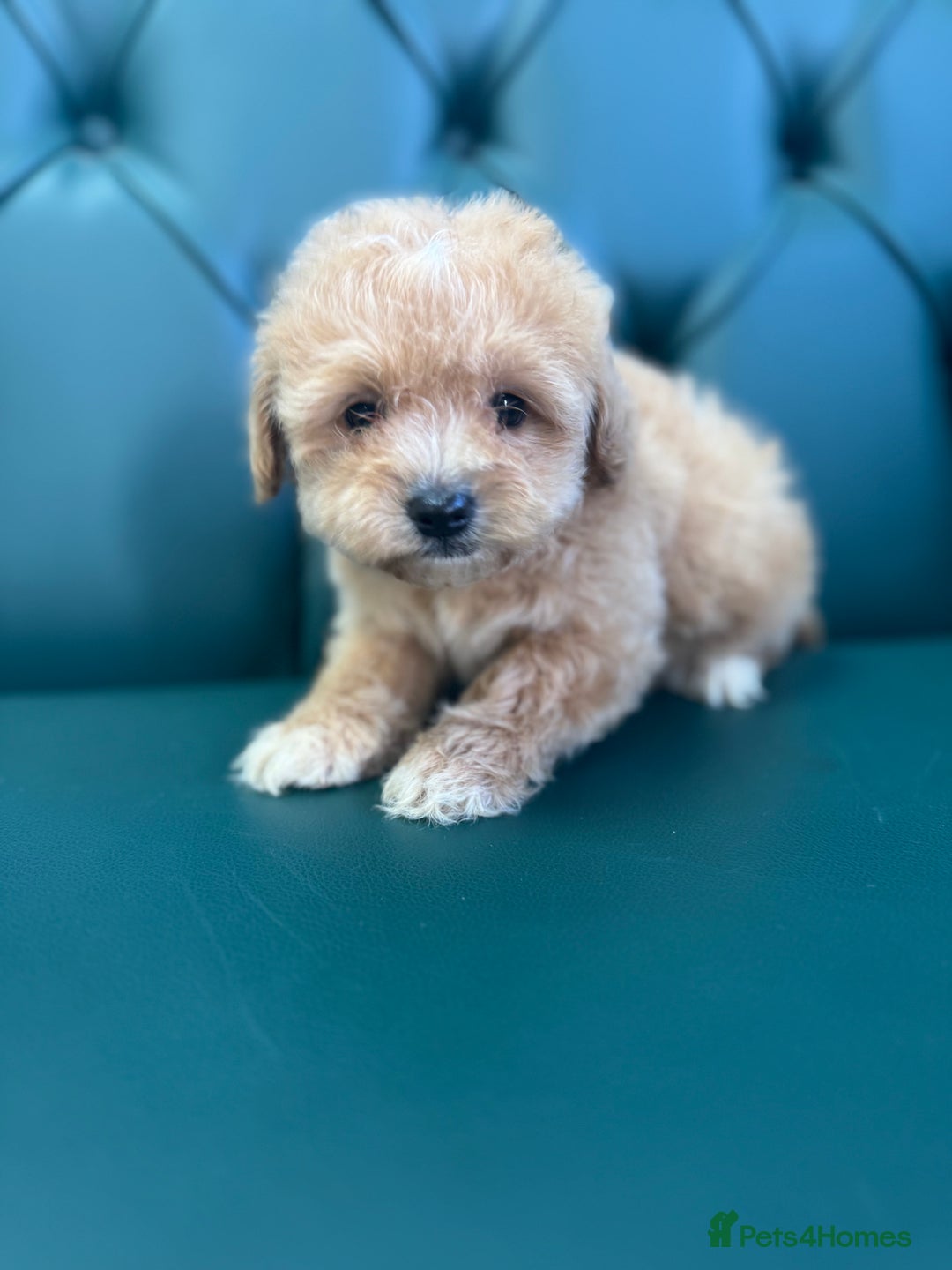 Maltipoo dogs for sale: 5⭐️ Licensed breeder. Tiny maltipoo puppies - Image 5