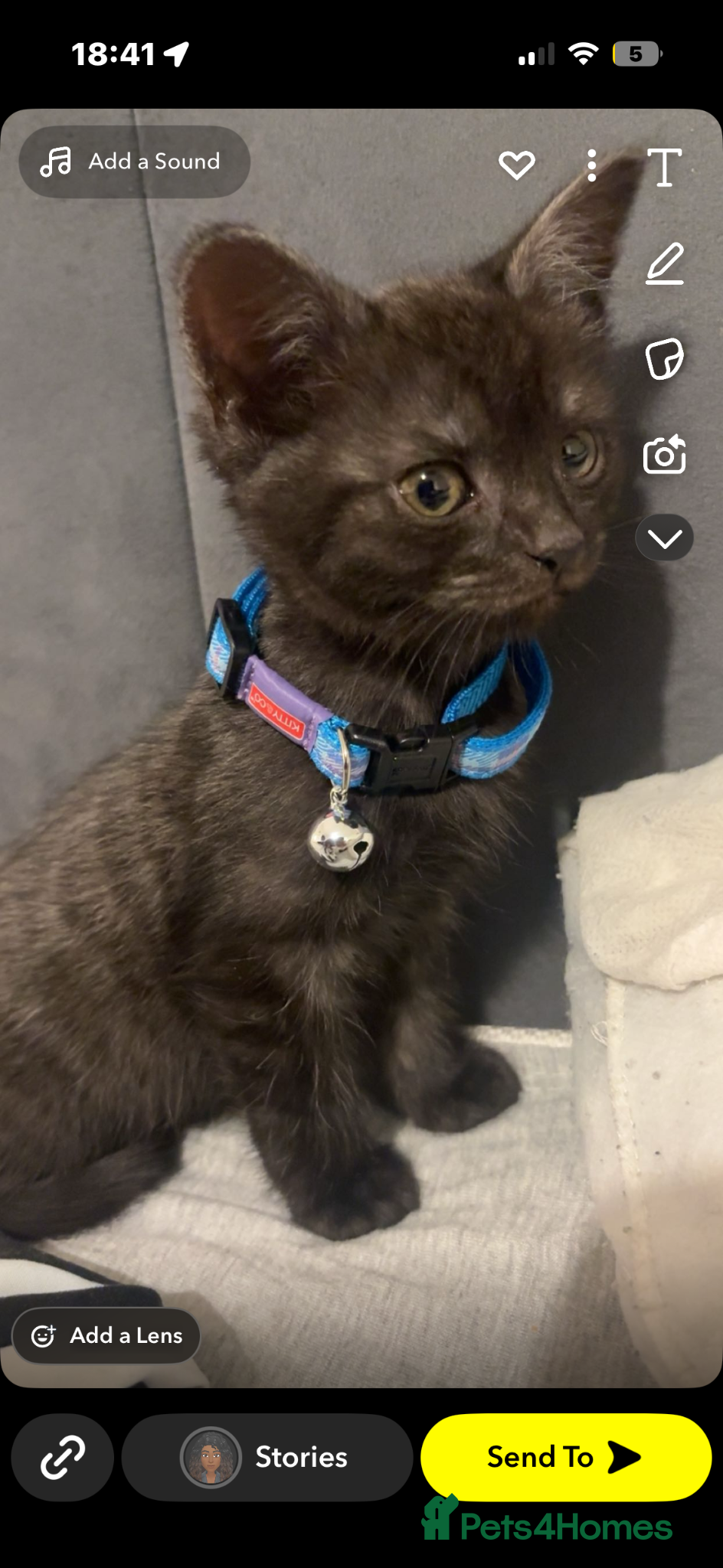 Mixed Breed cats Kitten £70 - Advert 1