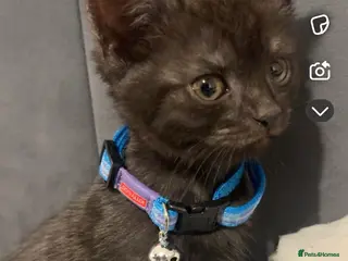 Mixed Breed cats Kitten £70 - Advert 1