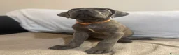 Cane Corso dogs for sale: 8+ Gen Cane Corso Pups - Advert 16