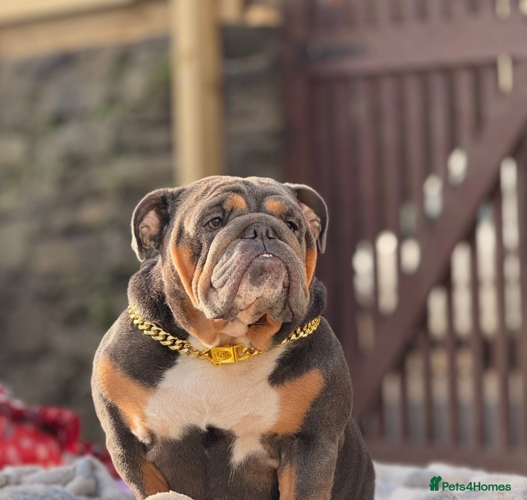 English Bulldog dogs for sale: Stunning English Bulldog Puppies - Advert 1