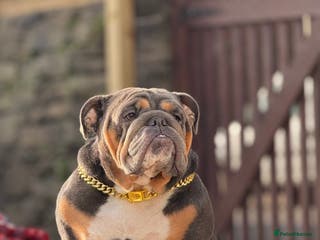 English Bulldog dogs Stunning English Bulldog Puppies - Advert 18