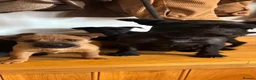 Cairn Terrier dogs for sale: Beautiful Cairns  - Advert 1