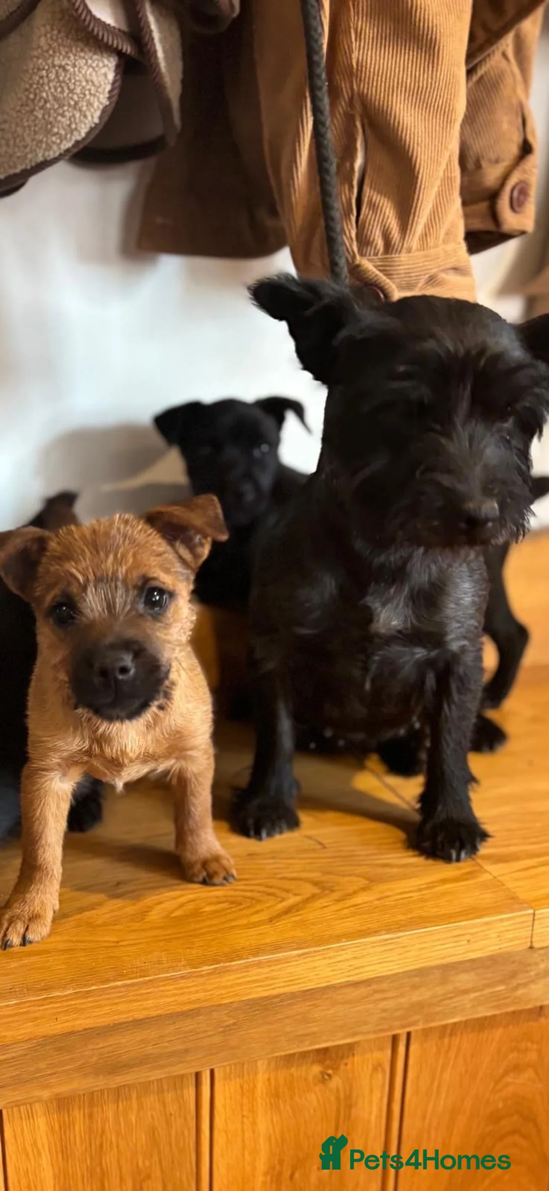 Cairn Terrier dogs for sale: Beautiful Cairns  - Advert 1