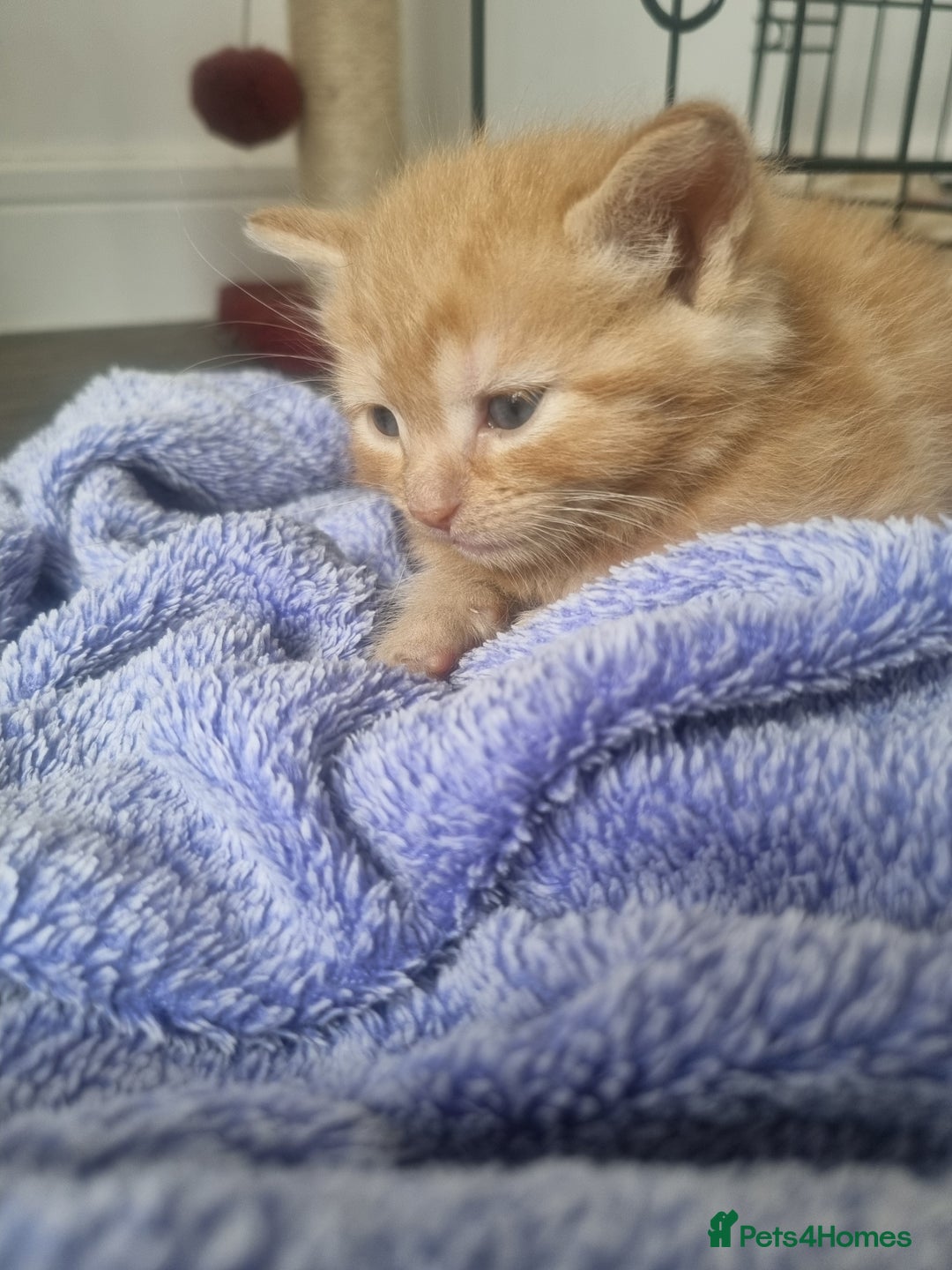 Mixed Breed cats for sale: Mixed kittens  - Image 2