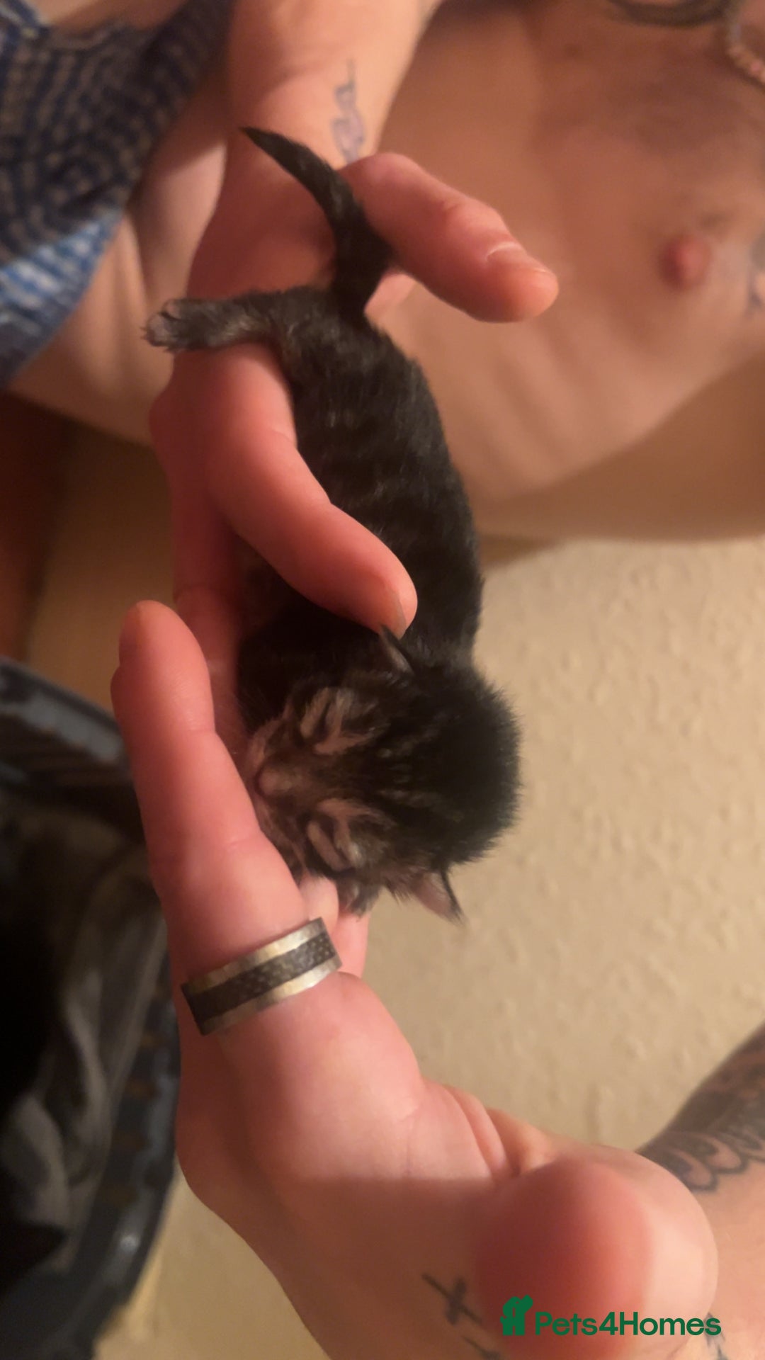 Mixed Breed cats for sale: Black Tabby kittens - Image 9