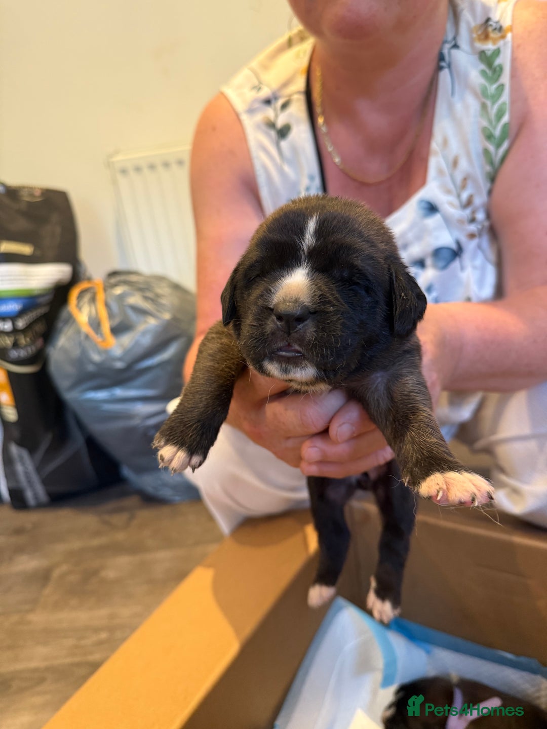 Mixed Breed dogs for sale: Saint Mastiffs for sale - Image 6