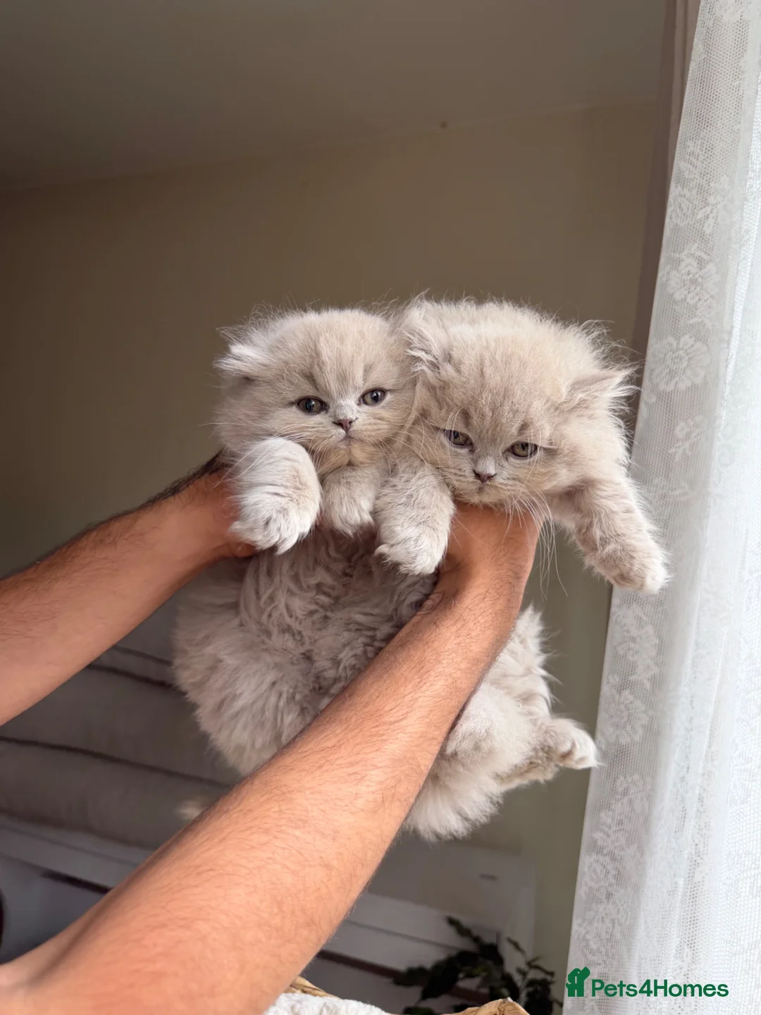 British Longhair cats for sale: Fluffy Brittish longhair  in Surbiton - Advert 1