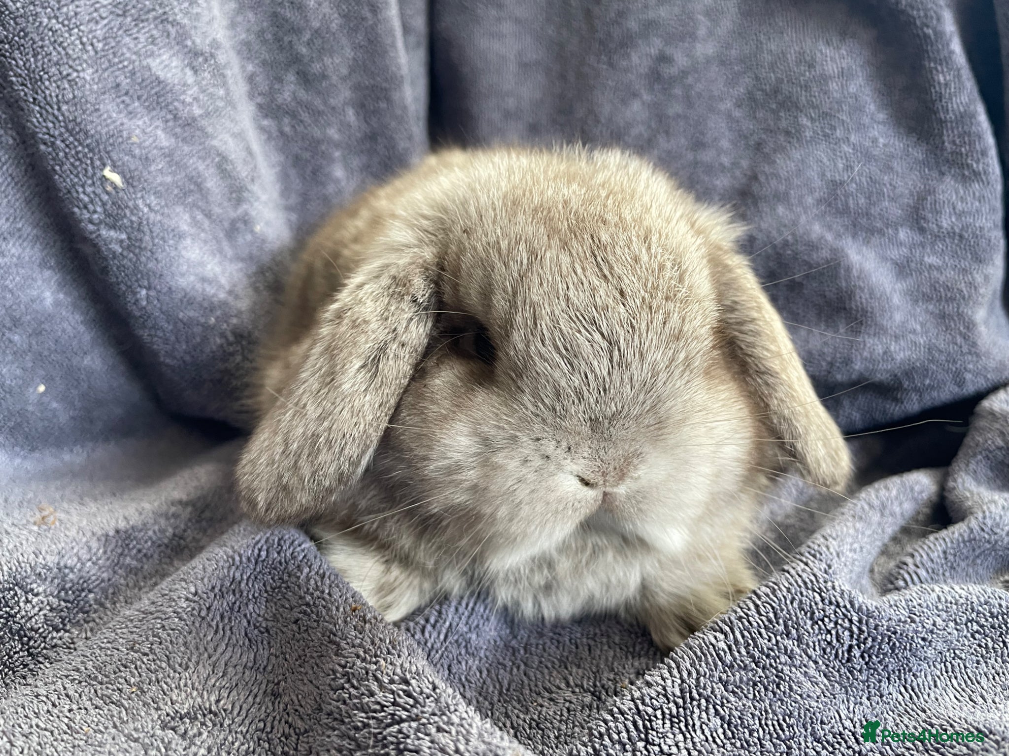 Mini Lop rabbits Mini lops ready to reserve  - Advert 2