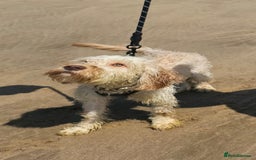 Cockapoo dogs for sale: 1 year old Cockapoo (Happy) - Image 3