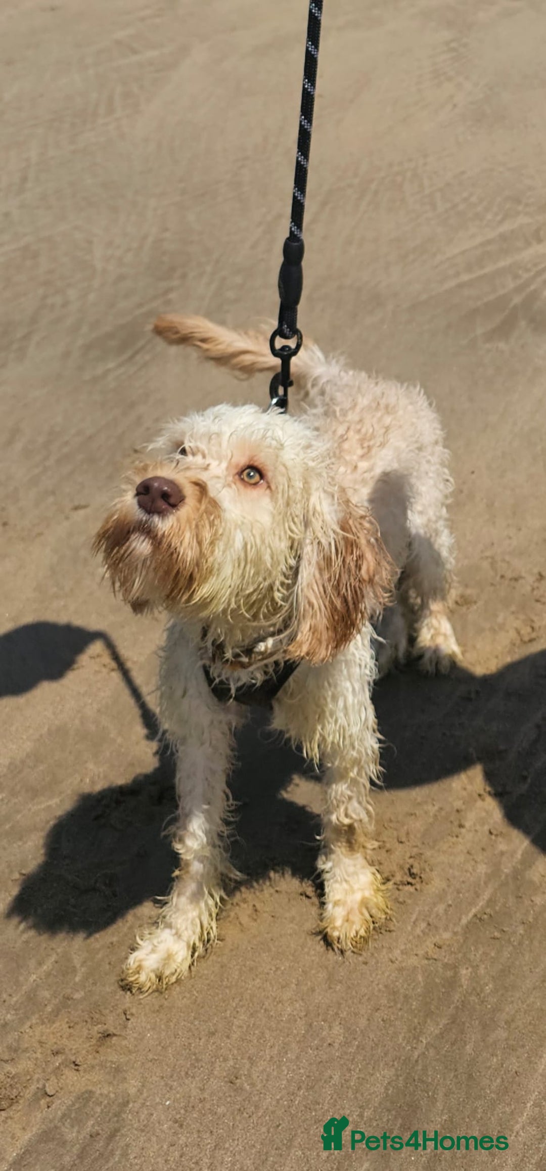 Cockapoo dogs for sale: 1 year old Cockapoo (Happy) - Image 3