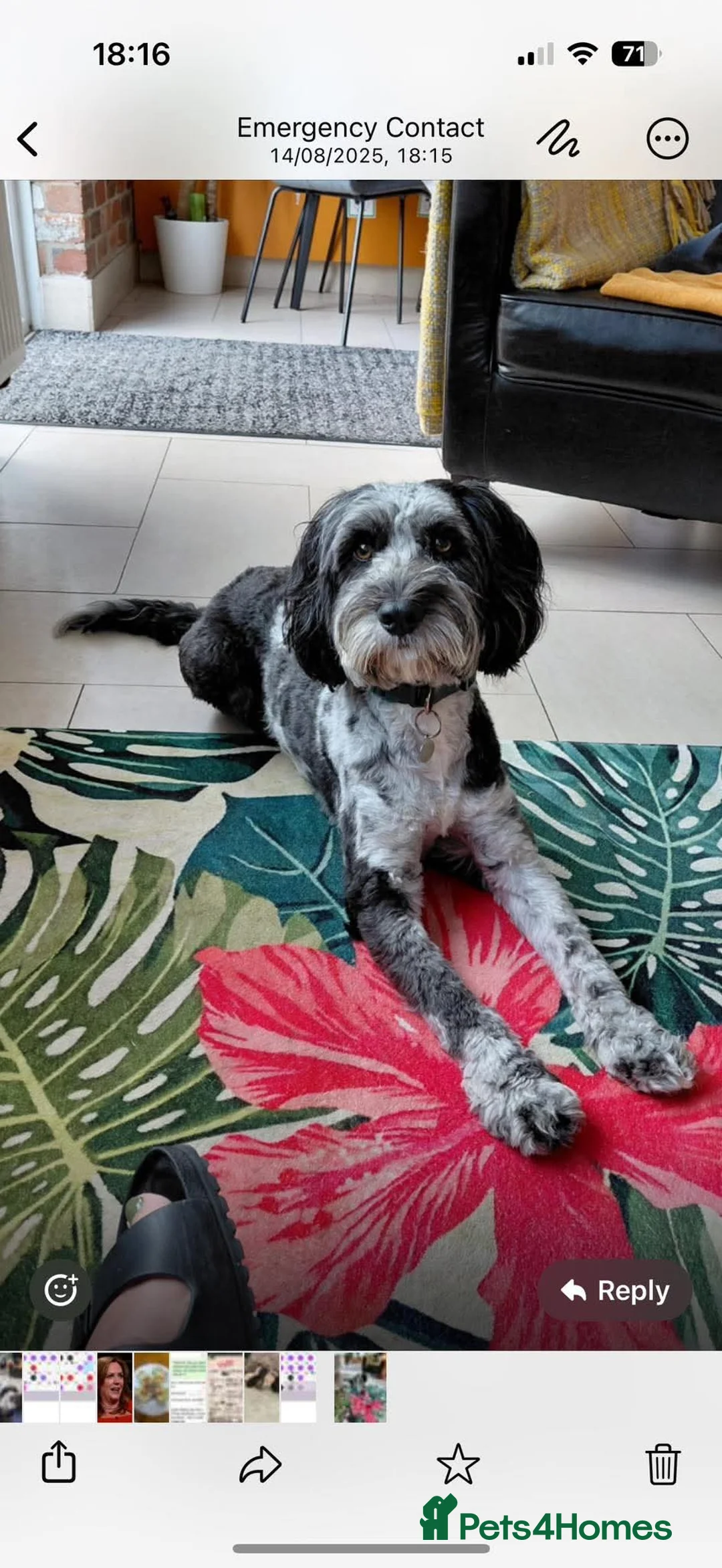 Cockapoo dogs for stud: Cockapoo for stud in Ashbourne - Advert 2
