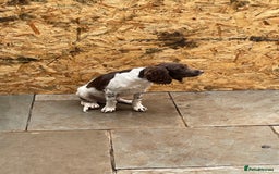 English Springer Spaniel dogs for sale: English springer spaniel  - Image 2