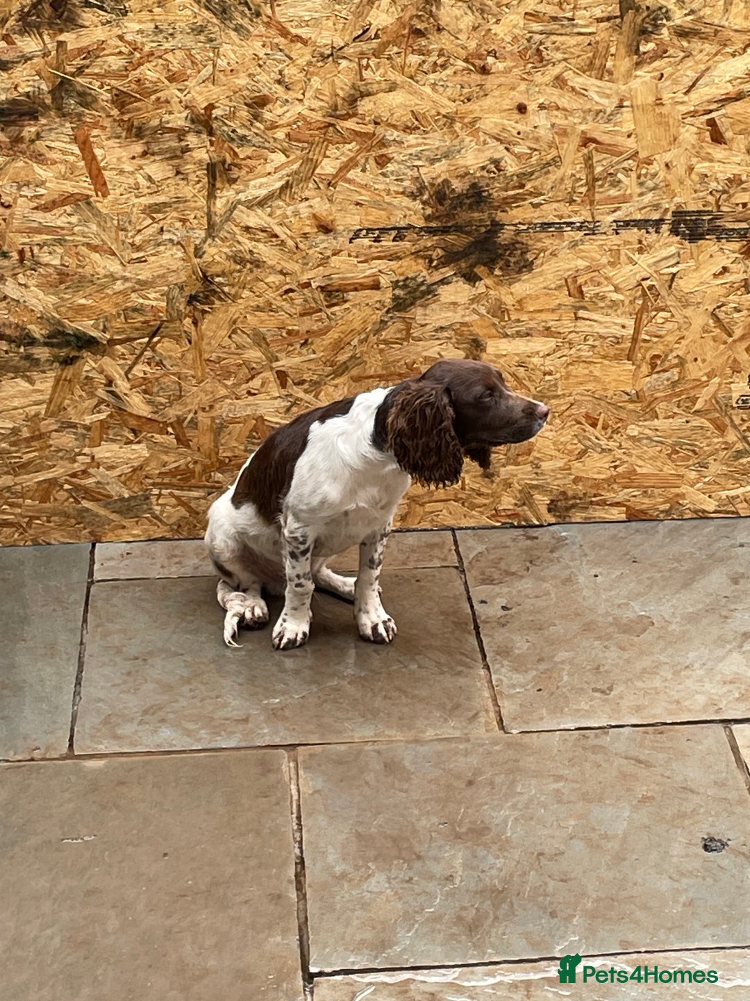 English Springer Spaniel dogs for sale: English springer spaniel  - Image 2