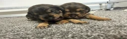 Mixed Breed dogs for sale: Miniature schnoxie/schnauzund puppy’s  - Advert 8