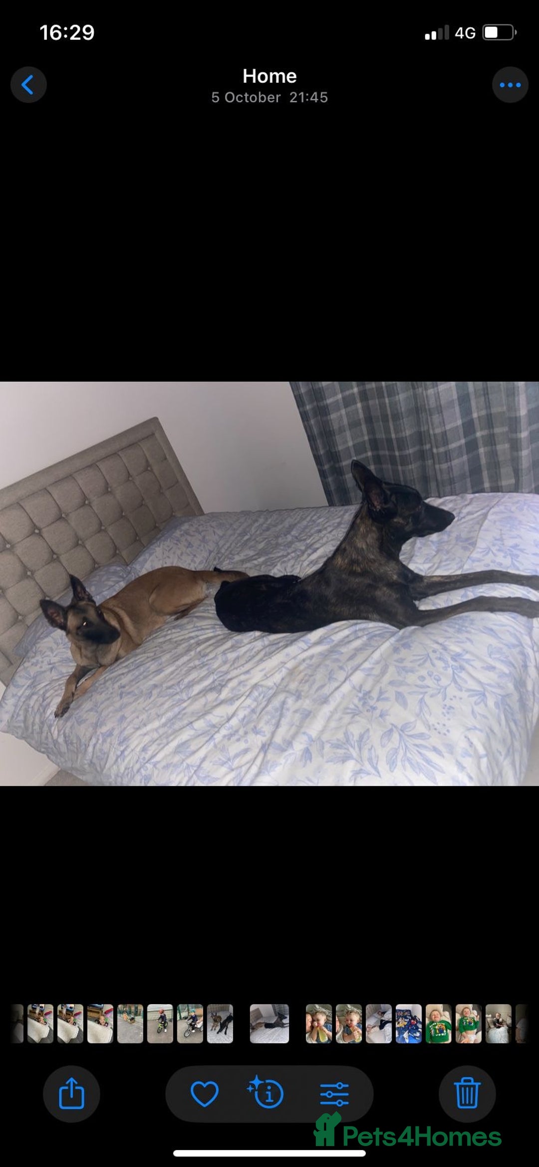 Mixed Breed dogs for sale: REHOME - 1 year old female Mali  - Advert 5