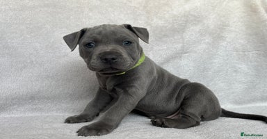 Staffordshire Bull Terrier dogs - Advert 15