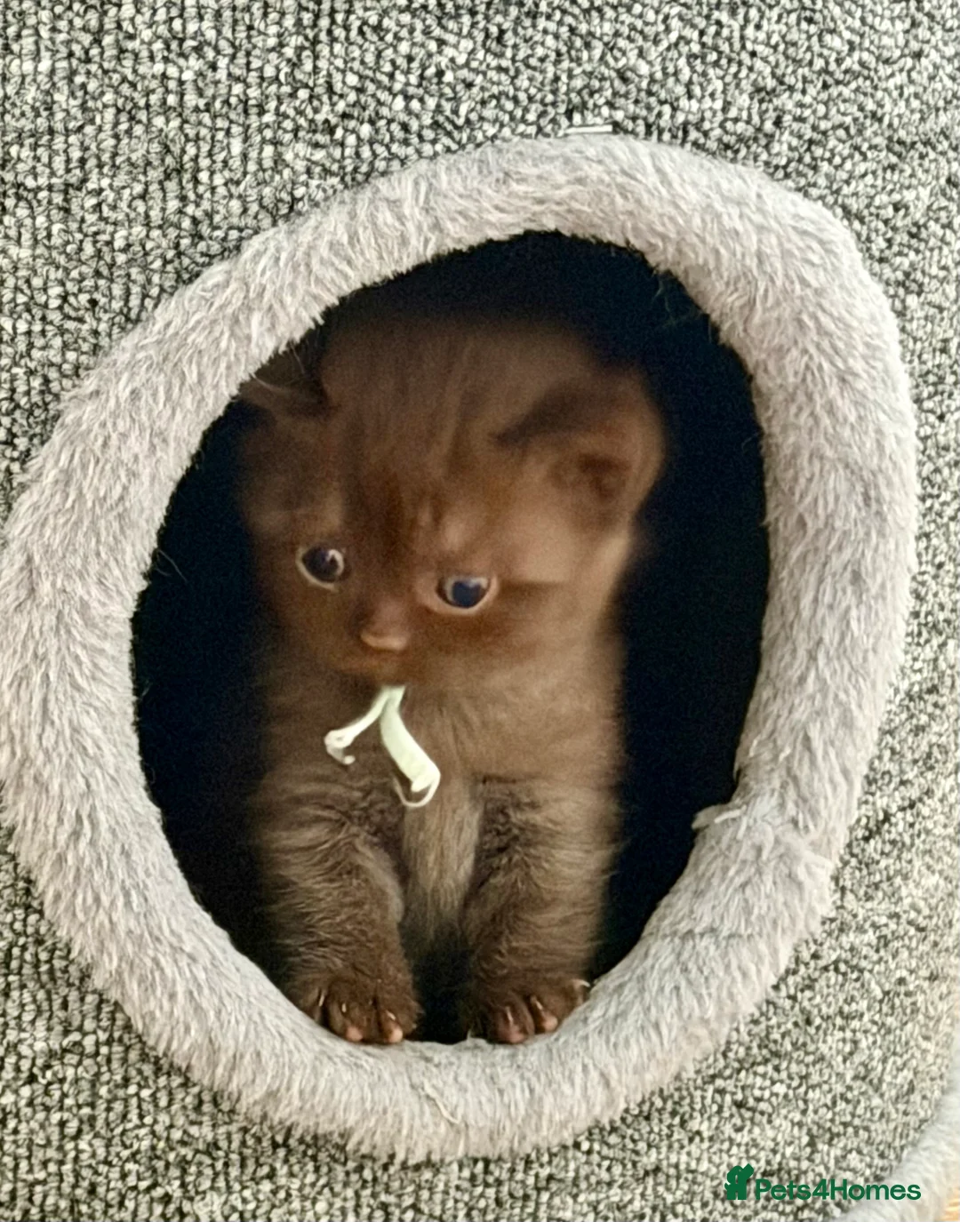 British Shorthair cats for sale: Cinnamon and Chocolate British Shorthair  - Advert 2