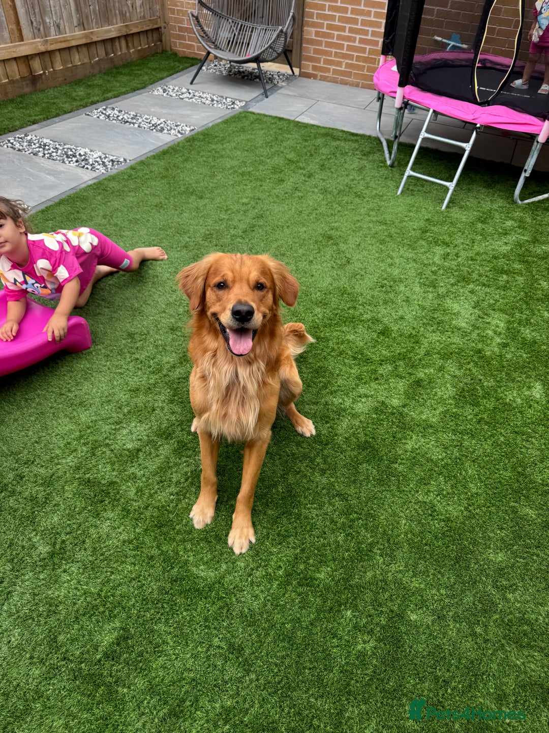 Golden Retriever dogs for stud: Golden Retriever Stud - Advert 4