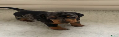 Miniature Dachshund Puppy 2