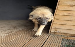 Mixed Breed dogs for adoption: Meet Iona – The Sweet, Shy Sister - Image 4