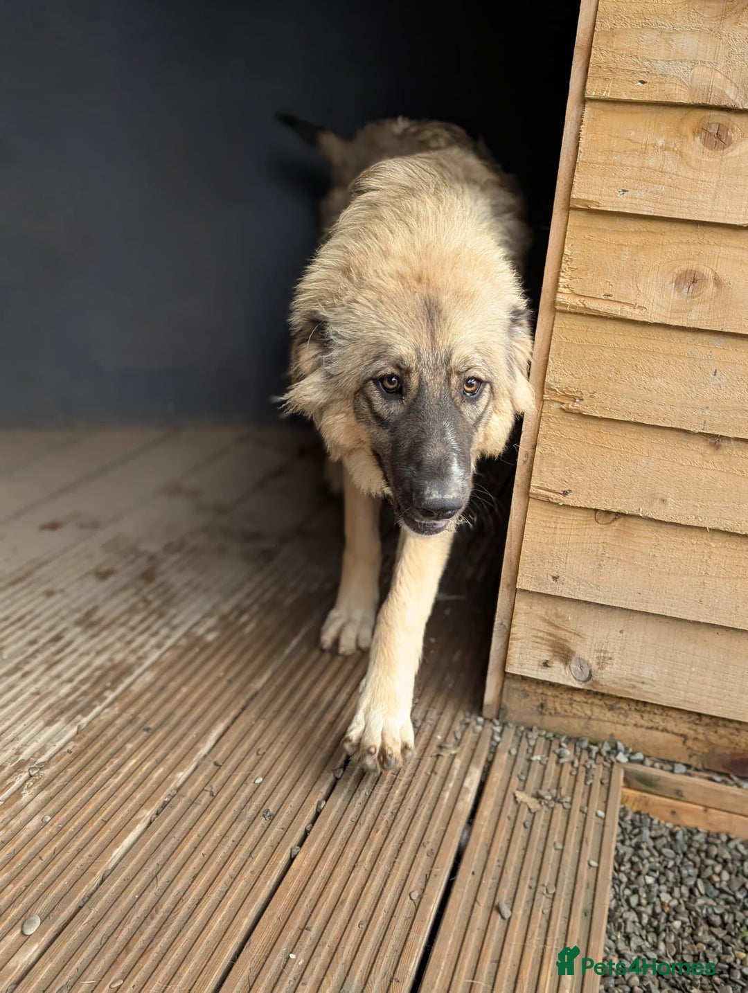 Mixed Breed dogs for adoption: Meet Iona – The Sweet, Shy Sister - Image 4