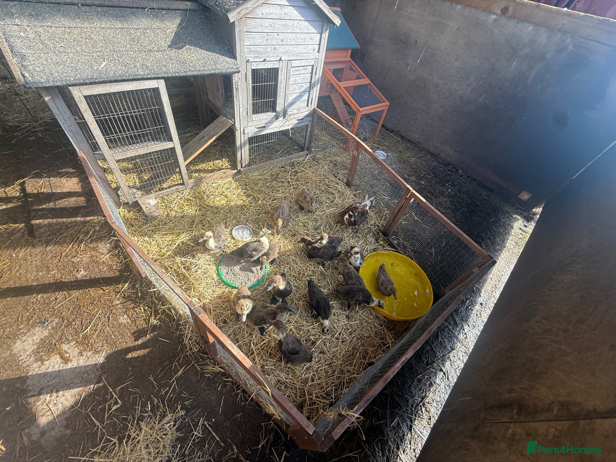 Ducks poultry Mother duck & young ducklings 👀🏡 - Advert 17