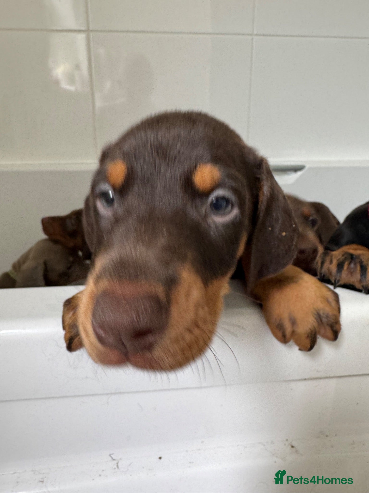 Dobermann dogs Health tested Dobermans not Kc reg - Advert 11