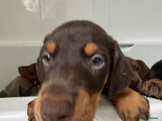 Dobermann dogs Health tested Dobermans not Kc reg - Advert 1